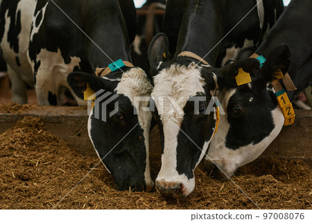 Close-up of black and white domestic cows eating hay in stall on agricultural farm Close-up of black and white domestic cows eating hay in stall on agricultural farm 97008076