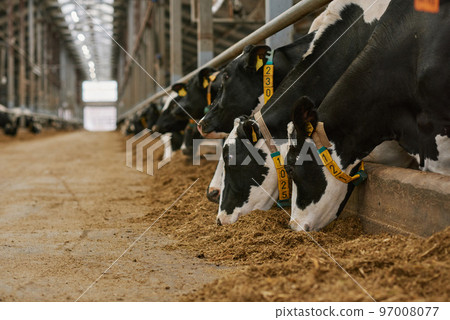 Herd of cows standing in a row in stall and eating fresh hay in cowshed on dairy farm 97008077