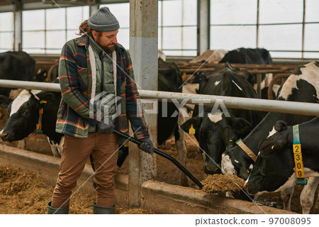 Agronomist giving hay on spade to feed milk cows on dairy farm Agronomist giving hay on spade to feed milk cows on dairy farm 97008095