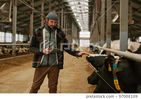 Farmer checking information online about milk cows using computer tablet on dairy farm Farmer checking information online about milk cows using computer tablet on dairy farm 97008109