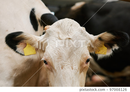 Close-up of dairy domestic cow with tags on ears standing in stall Close-up of dairy domestic cow with tags on ears standing in stall 97008126
