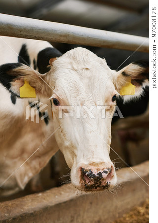 Close-up shot of white cow with tags looking at camera standing behind pen on agricultural farm Close-up shot of white cow with tags looking at camera standing behind pen on agricultural farm 97008128