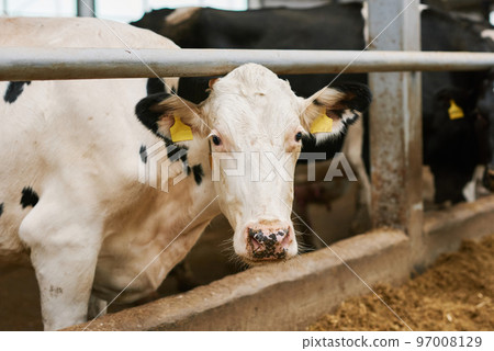 White and black cow looking straight at camera with herd of cows in background White and black cow looking straight at camera with herd of cows in background 97008129