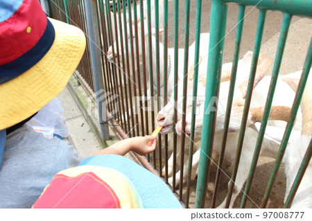 Brothers playing at the zoo 97008777