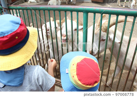 Brothers playing at the zoo 97008778