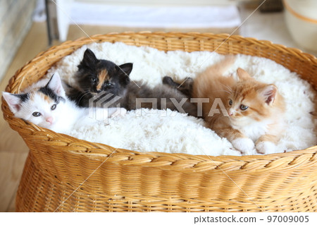 可愛的小貓,保護貓出生的小貓,生鏽的貓,印花布貓,棕色虎斑貓家族 可愛的小貓,保護貓出生的小貓,生鏽的貓,印花布貓,棕色虎斑貓家族 97009005