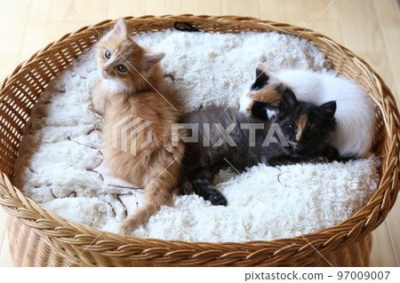 Cute kittens, kittens born from protective cats, rusty cats, calico cats, brown tabby cats family 97009007