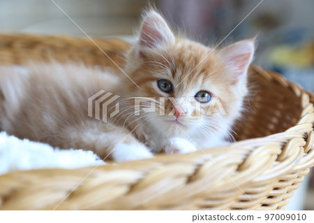 逗人喜愛的小貓，保護貓出生的小貓，長毛棕色虎斑貓的男孩 97009010