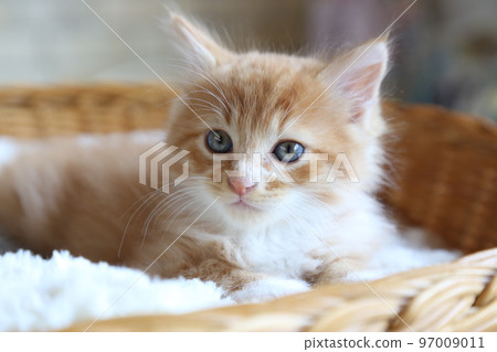 逗人喜愛的小貓，保護貓出生的小貓，長毛棕色虎斑貓的男孩 97009011