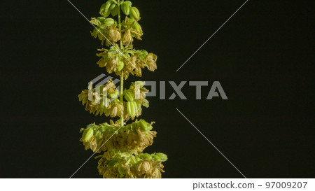 Cannabis marijuana flowering seeds. Sativa hemp bushes. Growing CBD marijuana. Dark background with marijuana leaves. Healthcare with medical cannabis. Male hemp flowers are bred to obtain seeds. Cannabis marijuana flowering seeds. Sativa hemp bushes. Growing CBD marijuana. Dark background with marijuana leaves. Healthcare with medical cannabis. Male hemp flowers are bred to obtain seeds. 97009207