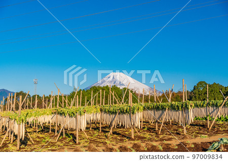 （靜岡縣）箱根西六幹白蘿蔔富士山 97009834