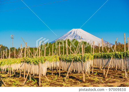 （靜岡縣）箱根西六幹白蘿蔔富士山 97009838