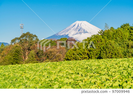 （靜岡縣）箱根西六大白菜田富士山 97009946