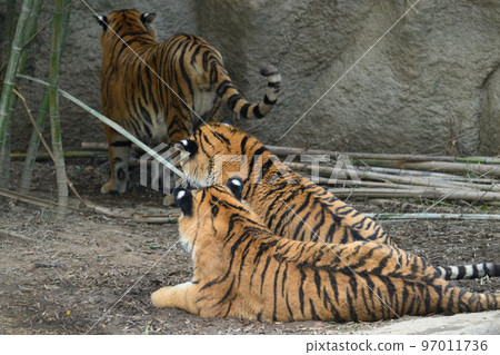 東北虎三兄妹的背影 97011736