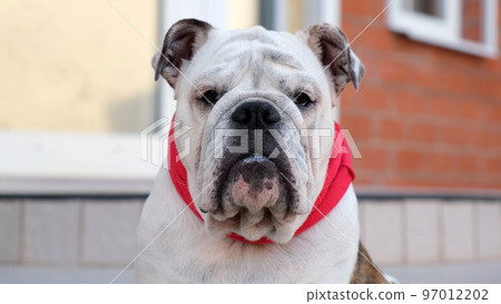 Young english bulldog in a red bandage collar looks at the camera. Outdoors. Pets Concept Young english bulldog in a red bandage collar looks at the camera. Outdoors. Pets Concept 97012202
