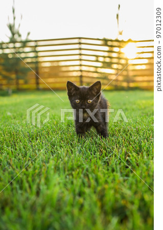 Black curiously kitten outdoors in the grass summer - pet and domestic cat concept. Copy space and place for advertising 97012309