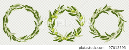 Wreaths of olive tree branches with green fruits Wreaths of olive tree branches with green fruits 97012393