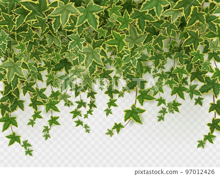Ivy climbing vines frame, green leaves of creeper Ivy climbing vines frame, green leaves of creeper 97012426