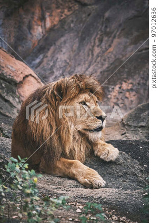 A relaxing lion at Higashiyama Zoo and Botanical Gardens 97012636