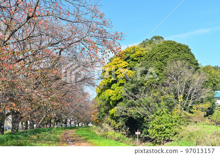 埼玉縣桶川市筱津市,一排排落葉的櫻花樹和清爽的天空赤堀川 埼玉縣桶川市筱津市,一排排落葉的櫻花樹和清爽的天空赤堀川 97013157