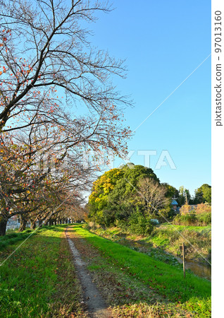 埼玉縣桶川市筱津市，一排排落葉的櫻花樹和清爽的天空赤堀川 97013160
