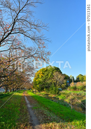 埼玉縣桶川市筱津市，一排排落葉的櫻花樹和清爽的天空赤堀川 97013161