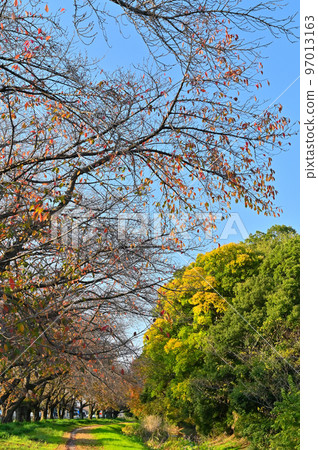 埼玉縣桶川市筱津市,一排排落葉的櫻花樹和清爽的天空赤堀川 埼玉縣桶川市筱津市,一排排落葉的櫻花樹和清爽的天空赤堀川 97013163