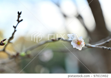 Kobukuzakura (Kobukuzakura) 97013402