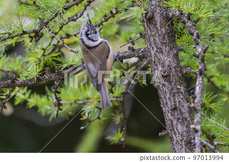 Crested tit or European crested tit (Lophophanes cristatus) in a larch tree 97013994