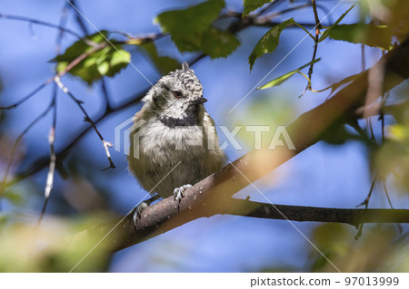 Crested tit or European crested tit (Lophophanes cristatus) in a birch tree Crested tit or European crested tit (Lophophanes cristatus) in a birch tree 97013999