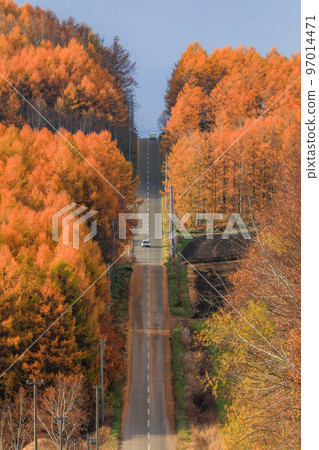[北海道]日本落葉鬆的黃葉和筆直的道路 97014471