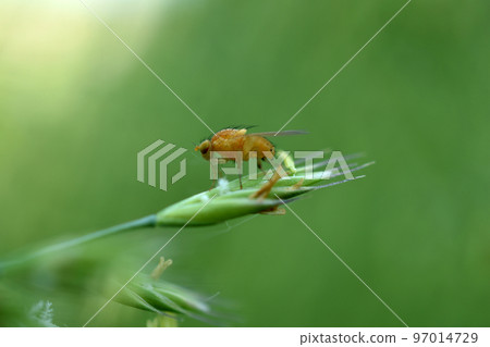 The yellow fruit fly is resting on the green grass. 97014729
