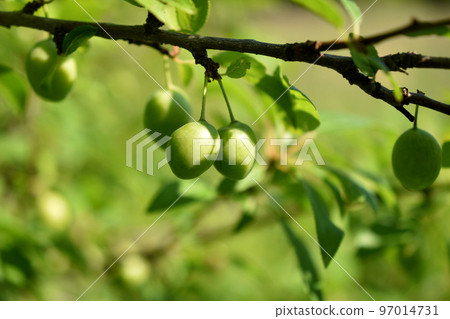 Green plums hang on a tree branch. Green plums hang on a tree branch. 97014731