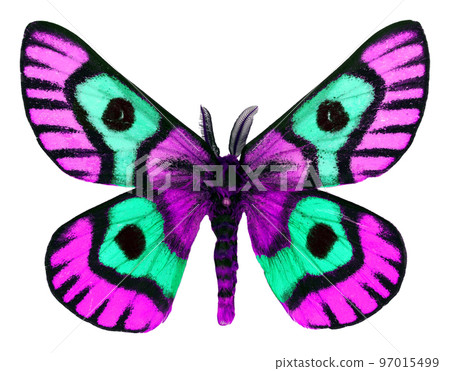 Design element, butterfly isolated on white. Fantastic colorful violet purple green silk moth Saturnia macro, insect. Design element, butterfly isolated on white. Fantastic colorful violet purple green silk moth Saturnia macro, insect. 97015499