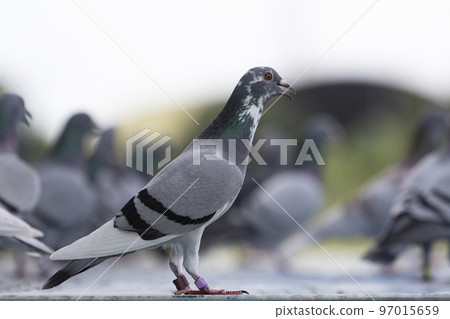 full body of homing pigeon standing at home loft trap full body of homing pigeon standing at home loft trap 97015659
