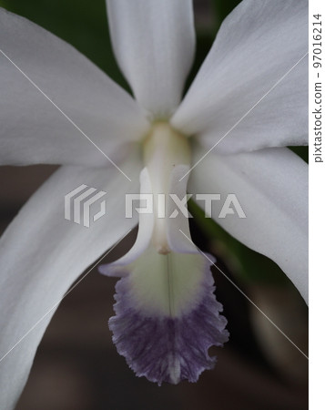 Cattleya perrinii f.coerulea (progenitor) Cattleya perrinii f.coerulea (progenitor) 97016214