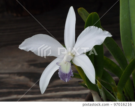 Cattleya perrinii f.coerulea (progenitor) Cattleya perrinii f.coerulea (progenitor) 97016216