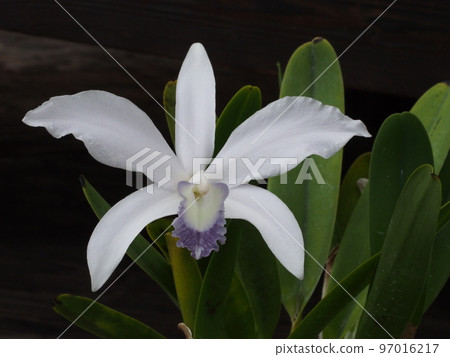 Cattleya perrinii f.coerulea (progenitor) Cattleya perrinii f.coerulea (progenitor) 97016217