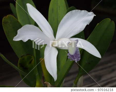 Cattleya perrinii f.coerulea (progenitor) 97016218