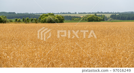 Beautiful landscape with a field of ripe wheat 97016249
