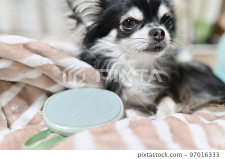 Chihuahua warming up with a rechargeable body warmer (hand warmer) 97016333