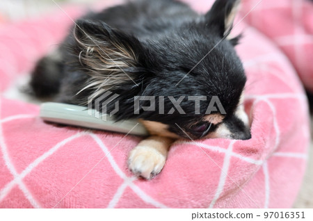 Senior Chihuahua sleeping while warming up with a rechargeable body warmer (hand warmer) 97016351