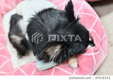 Senior Chihuahua sleeping while warming up with a rechargeable body warmer (hand warmer) 97016352