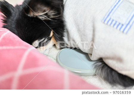 Senior Chihuahua's sleeping face warmed by a rechargeable body warmer (hand warmer) Senior Chihuahua's sleeping face warmed by a rechargeable body warmer (hand warmer) 97016359