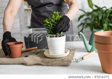 Close-up spring houseplant care, repotting houseplants. Waking up indoor plants for spring. Female is transplanting plant into new pot at home. Gardener transplant green plant Close-up spring houseplant care, repotting houseplants. Waking up indoor plants for spring. Female is transplanting plant into new pot at home. Gardener transplant green plant 97016375