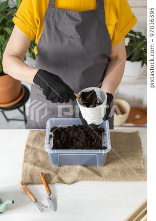 Close-up spring houseplant care, repotting houseplants. Waking up indoor plants for spring. Middle aged woman is transplanting plant into new pot at home. Gardener transplant plant Spathiphyllum 97016395