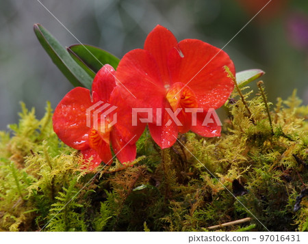 Cattleya coccinea（西方蘭花祖先） 97016431