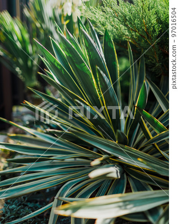 Leaves of Yucca gloriosa in garden with sun light 97016504