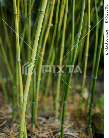 Green stems of bamboo in subtropical home garden Green stems of bamboo in subtropical home garden 97016506