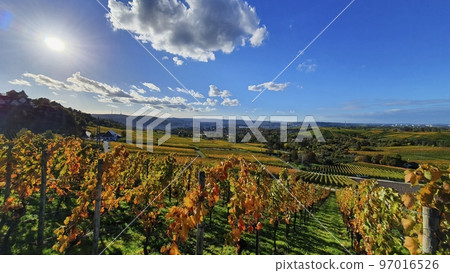 Wine growing area and natural landscapes with colorful vines in autumn around Stuttgart in Baden Wuerttemberg Wine growing area and natural landscapes with colorful vines in autumn around Stuttgart in Baden Wuerttemberg 97016526